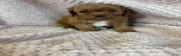 Cavapoo dogs for sale: F1 Cavapoo babies  - Advert 8