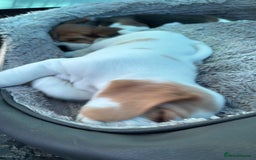 Beagle dogs for sale: Male Beagle Puppies  - Image 21