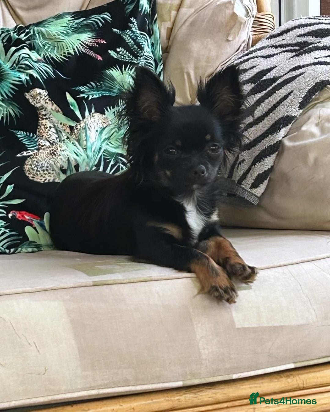 Chihuahua dogs for stud: Duke- KC Reg Chocolate Long Coat Stud Available in Tredegar - Advert 6