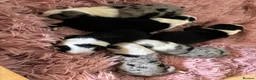 Border Collie dogs for sale: Border Collie puppies  - Advert 18
