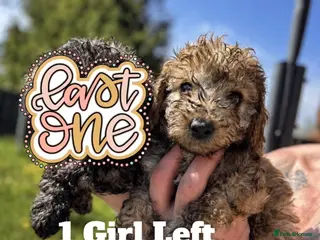 Toy Poodle dogs Beautiful Toy Poodle Puppies - LAST ONE READY NOW! - Advert 10