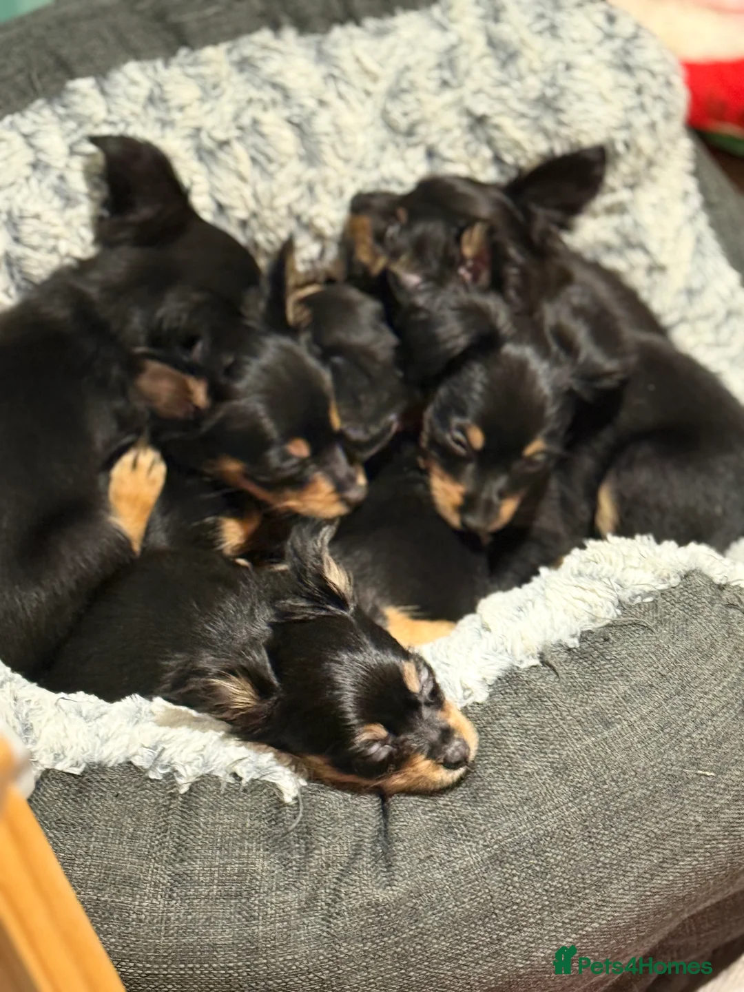 Russian Toy Terrier dogs for sale: Beautiful Russian Toy Puppies - Advert 8