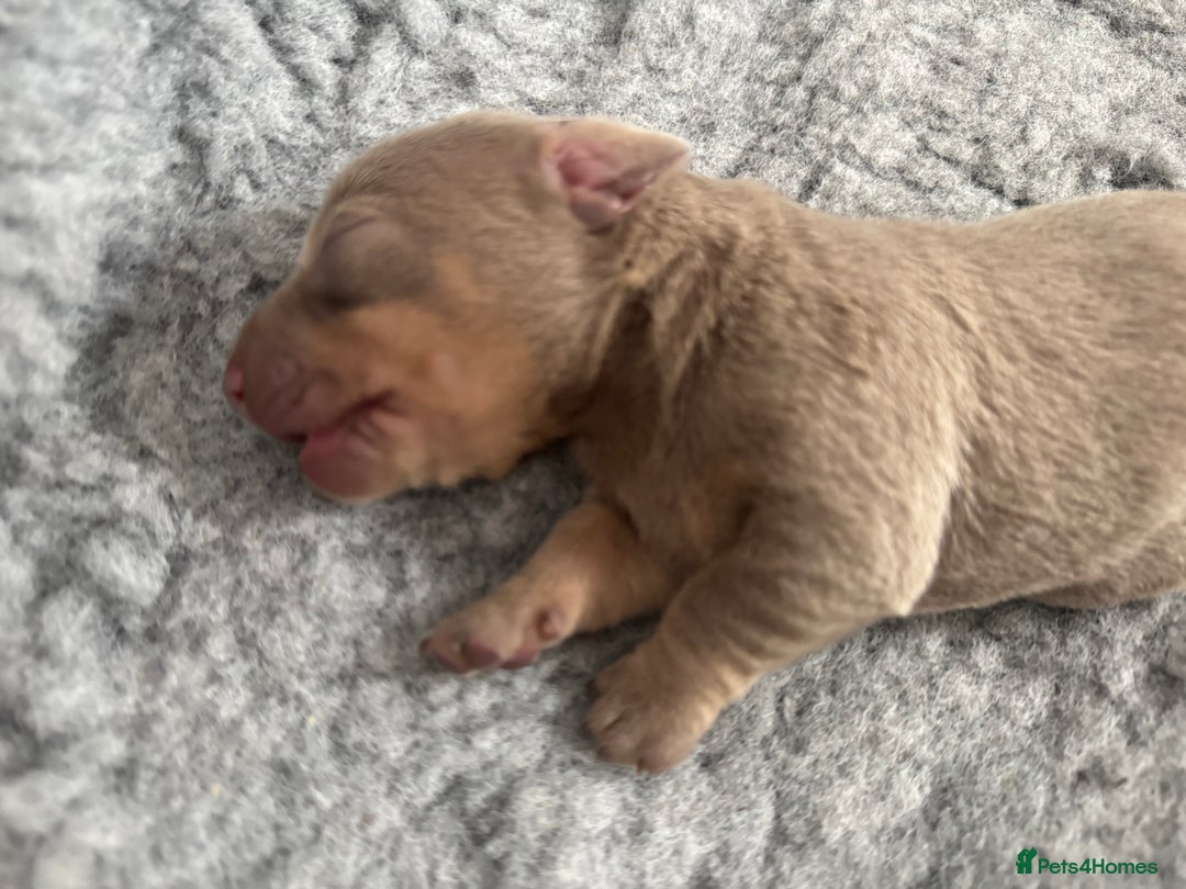 Miniature Dachshund dogs for sale: 🐾Stunning Miniature Dachshunds🐾🤩 - Image 3