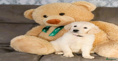 Golden Retriever dogs - Advert 9
