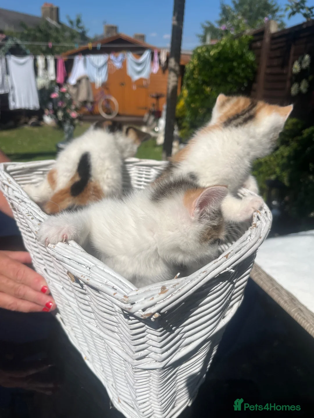 British Shorthair cats for sale: Beautiful Blue Eyed Female Kittens - Advert 12