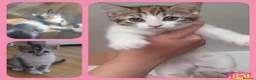 Mixed Breed cats for sale: 3 BEAUTIFUL KITTENS 😸 LOOKING FOR FOREVER HOME   - Advert 1
