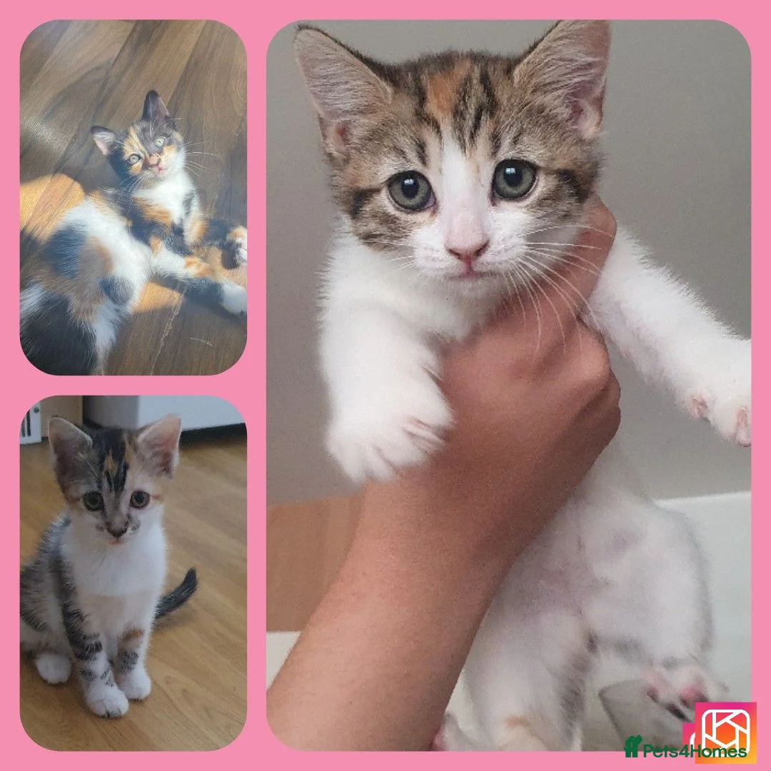 Mixed Breed cats for sale: 3 BEAUTIFUL KITTENS 😸 LOOKING FOR FOREVER HOME   - Advert 1