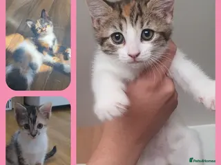 Mixed Breed cats 3 BEAUTIFUL KITTENS 😸 LOOKING FOR FOREVER HOME - Advert 1