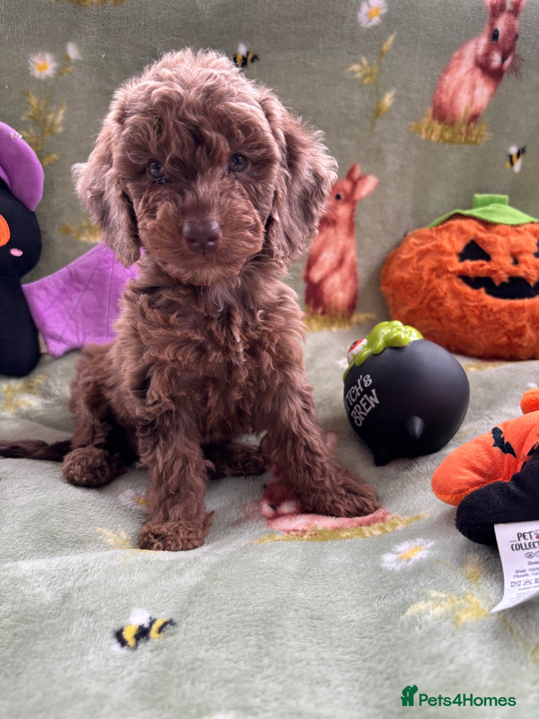 Cockapoo dogs for sale: PRA clear F1b Cockapoo puppies  - Image 7