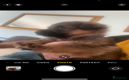 German Shepherd dogs for sale: German shepherd puppies - Stunning - Advert 9