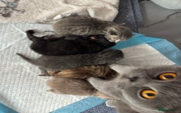 Brazilian Shorthair cats for sale: British shorthairs kittens - Image 8