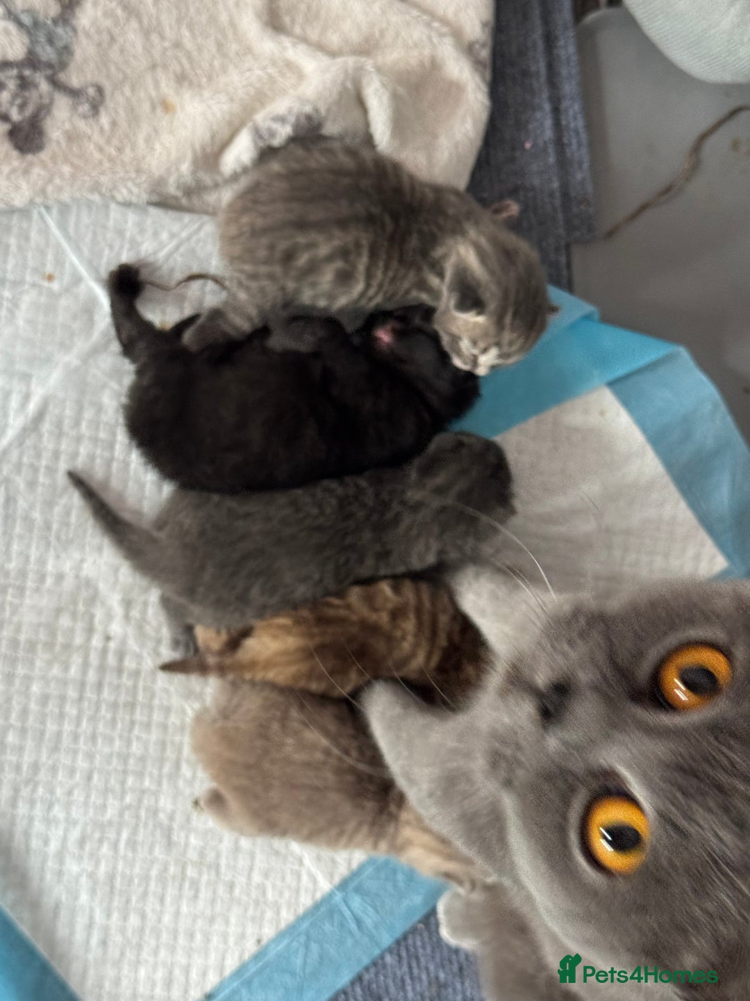 Brazilian Shorthair cats for sale: British shorthairs kittens - Image 8