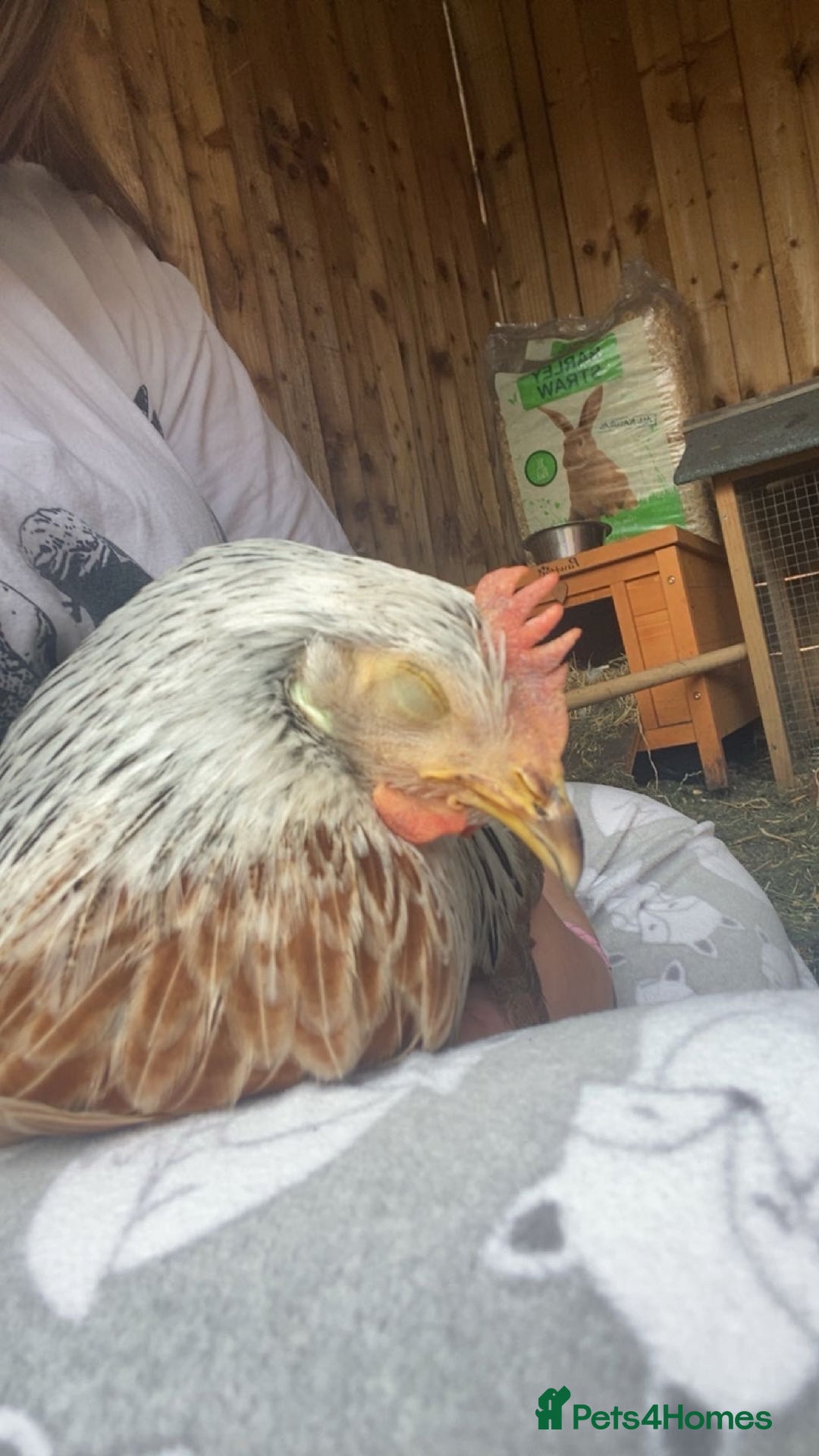 Chickens poultry for sale: Two hens for sale - Image 4