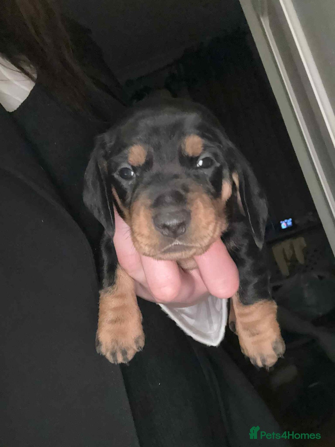 Dachshund dogs for sale: Standard Dachshund Puppies  - Image 24