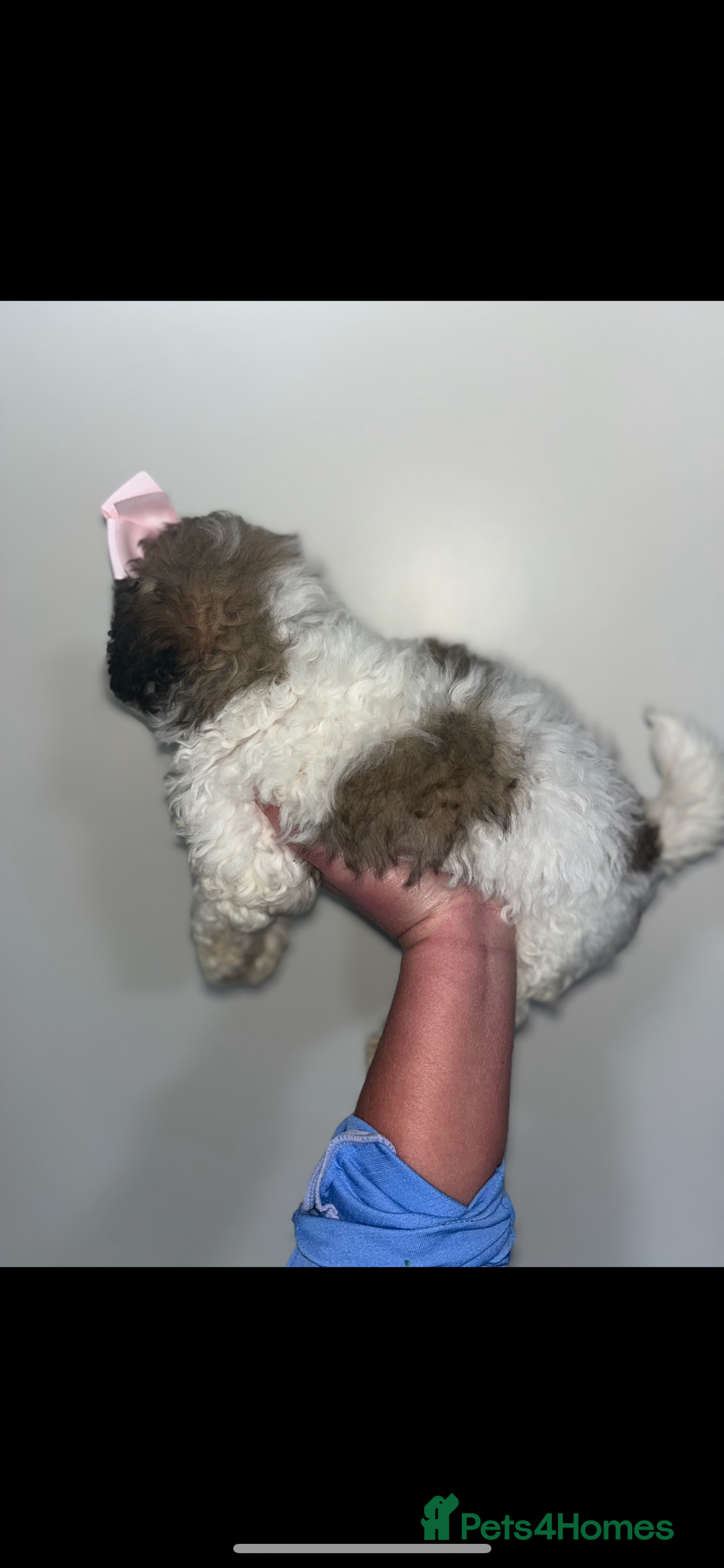 Shihpoo dogs for sale: Shihpoos  - Advert 22