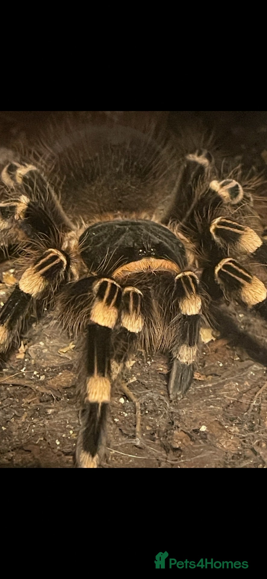 Spiders invertebrates Brazilian white knee tarantula  - Advert 1