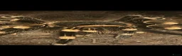 Spiders invertebrates for sale: Brazilian white knee tarantula  in Maidstone - Advert 1