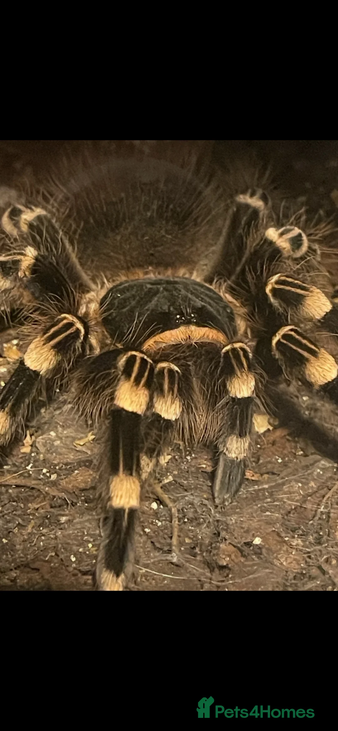 Spiders invertebrates for sale: Brazilian white knee tarantula  in Maidstone - Advert 1