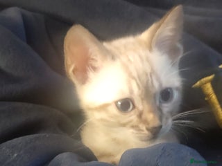 Bengal cats Snow Bengal kitten - Advert 17