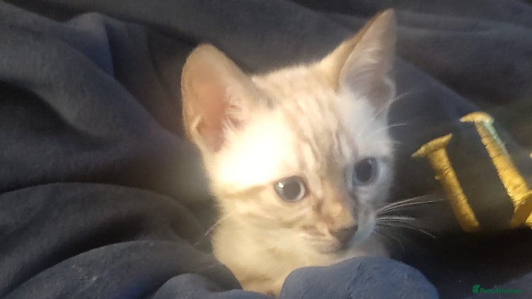 Bengal cats Snow Bengal kitten - Advert 11