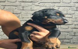 Dobermann dogs for sale: Dobermann puppies Champion bloodline, kc reg - Image 27