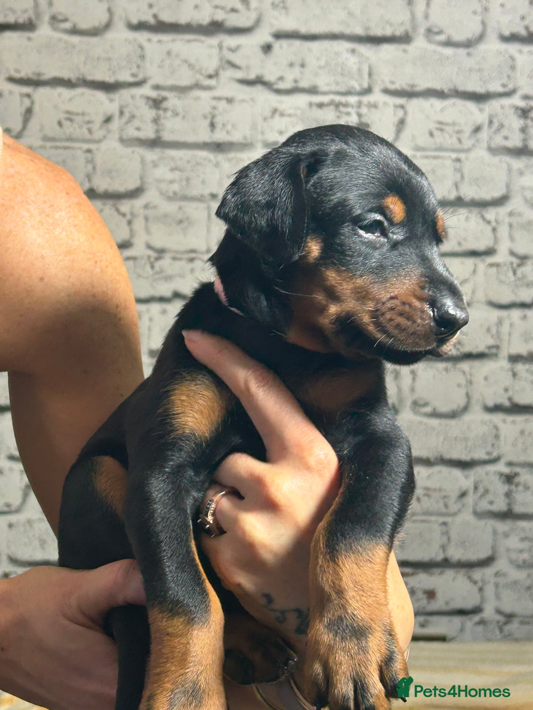 Dobermann dogs for sale: Dobermann puppies Champion bloodline, kc reg - Image 27