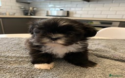 Shih Tzu dogs for sale: Shih Tzu puppies ready 27 th August  - Image 4