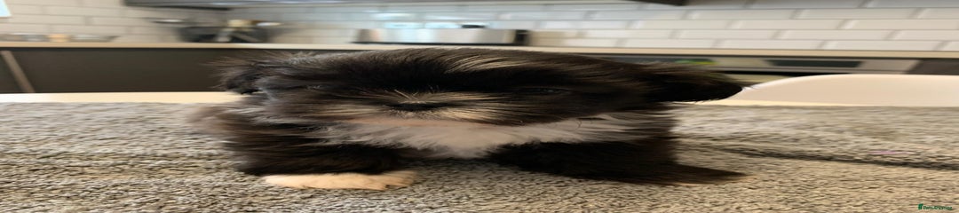 Shih Tzu Puppy 2