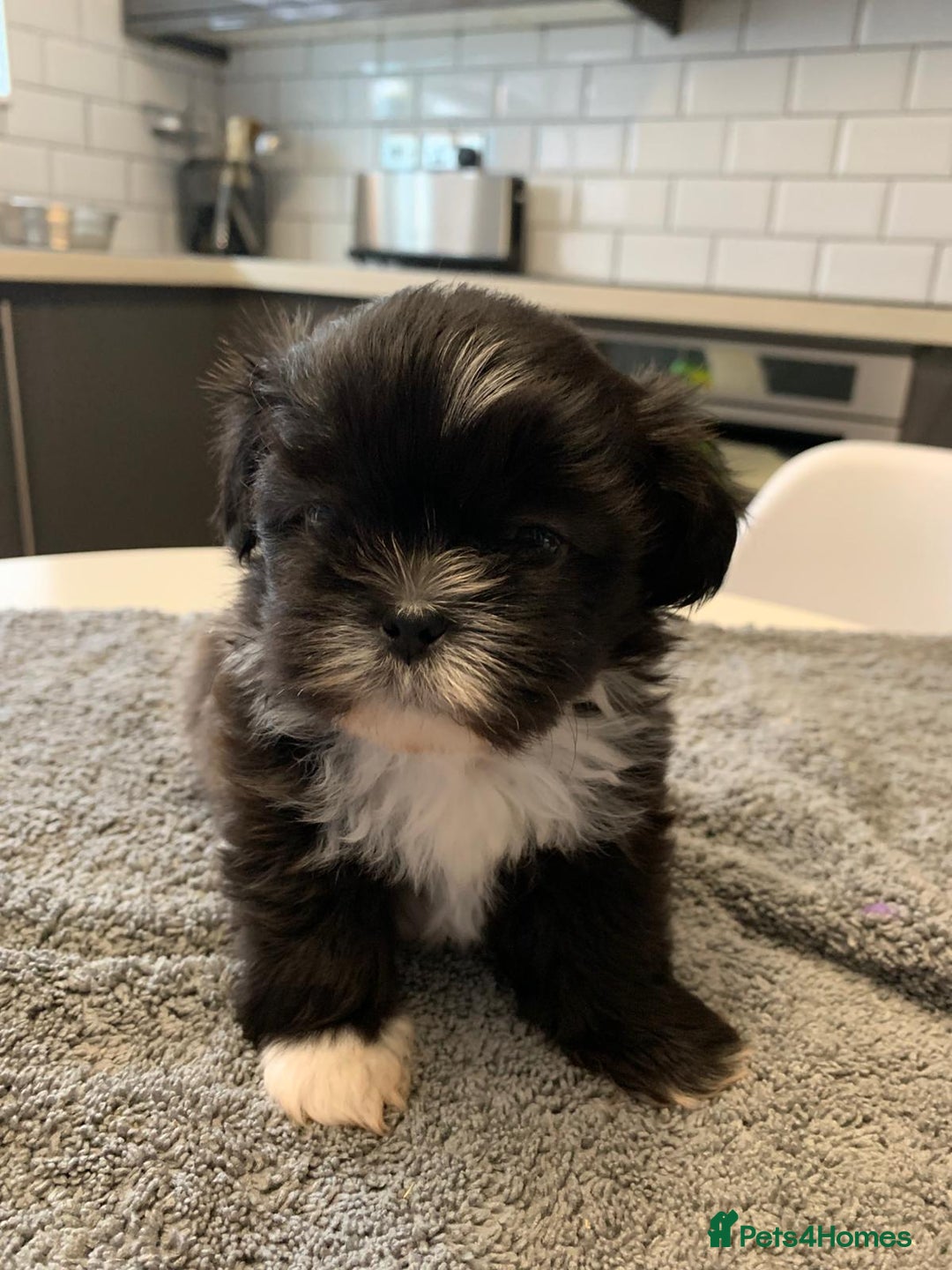 Shih Tzu dogs for sale: Shih Tzu puppies ready 27 th August  - Image 4