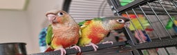 Conures birds for sale: Beautiful fully hand reared conure baby's  - Advert 6
