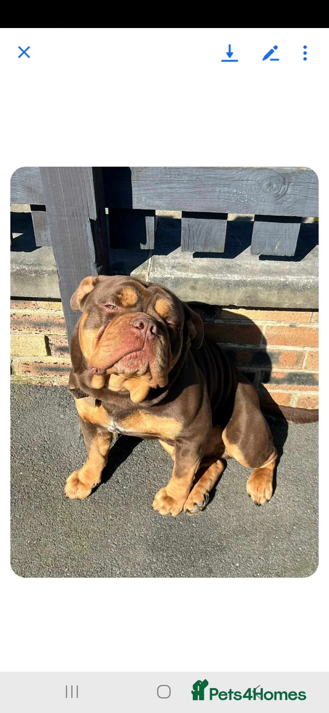 Old Tyme Bulldog dogs for stud: Stud available in Leeds - Advert 2