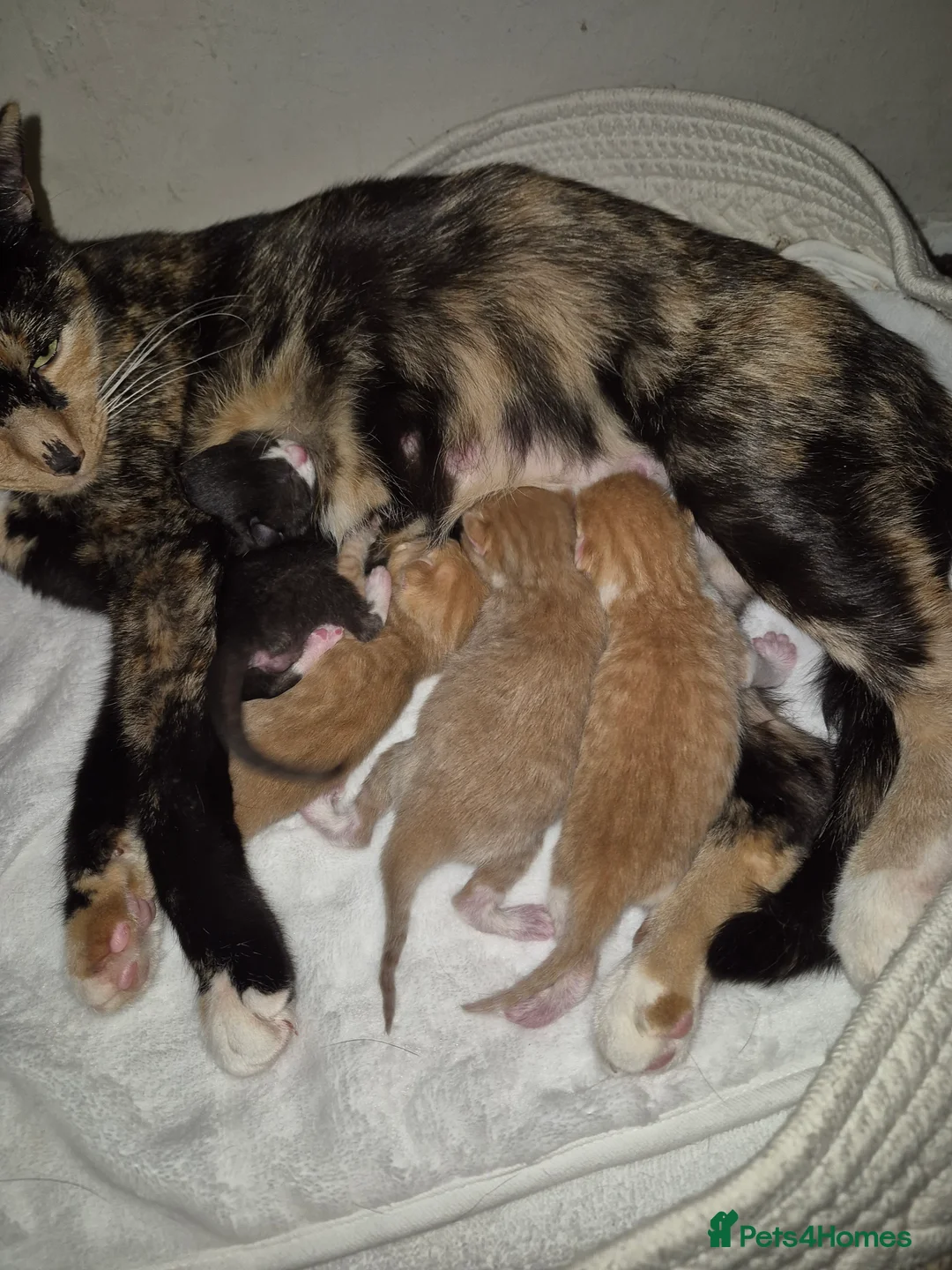 Mixed Breed cats for sale: Litter of 4 beautiful fur babies  - Advert 1