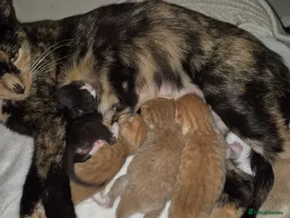 Mixed Breed cats Litter of 4 beautiful fur babies - Advert 12