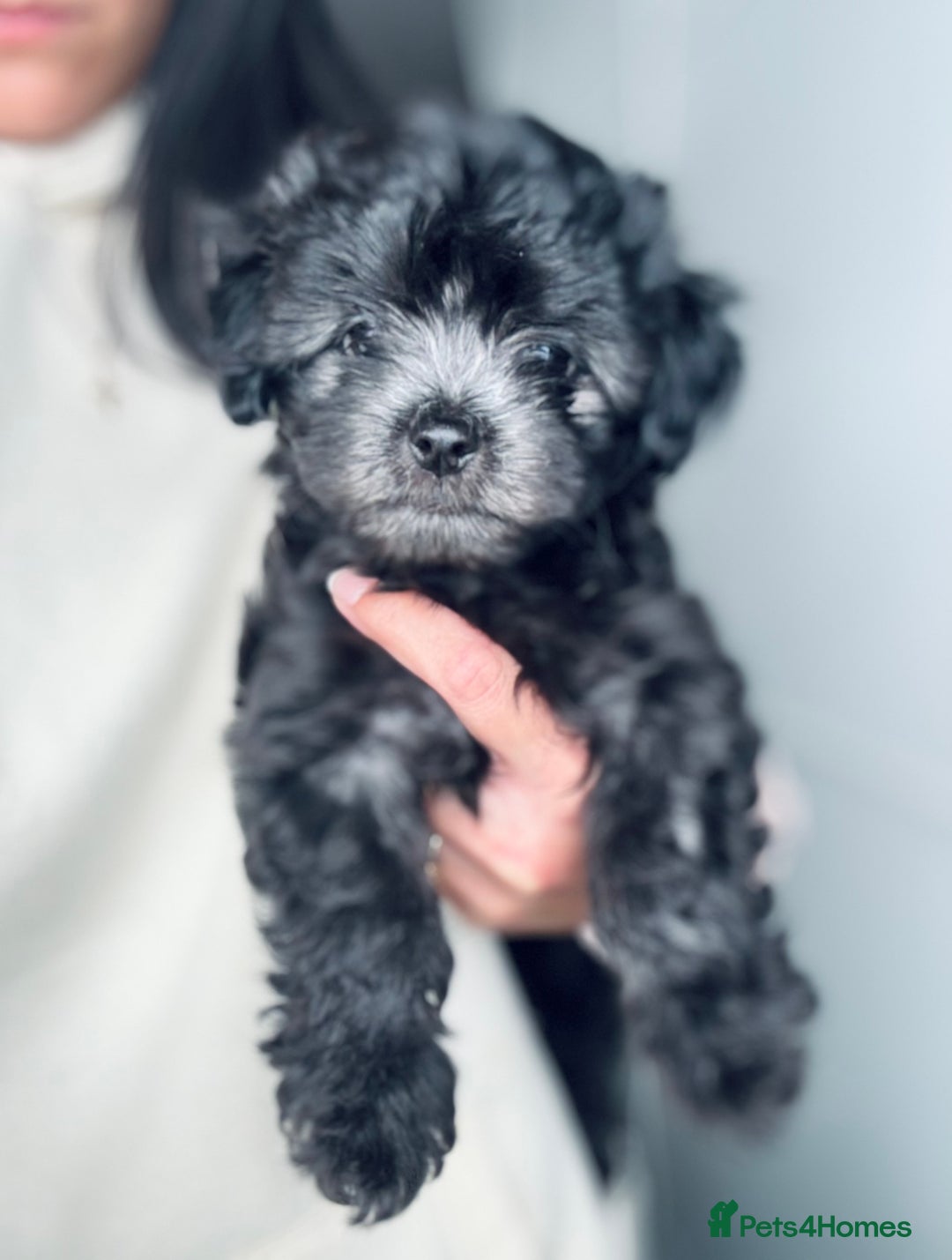 Maltipoo dogs for sale: 🩵Last Top Quality Rare Korean/Asian F1 Maltipoo🩵 in Bathgate - Image 14
