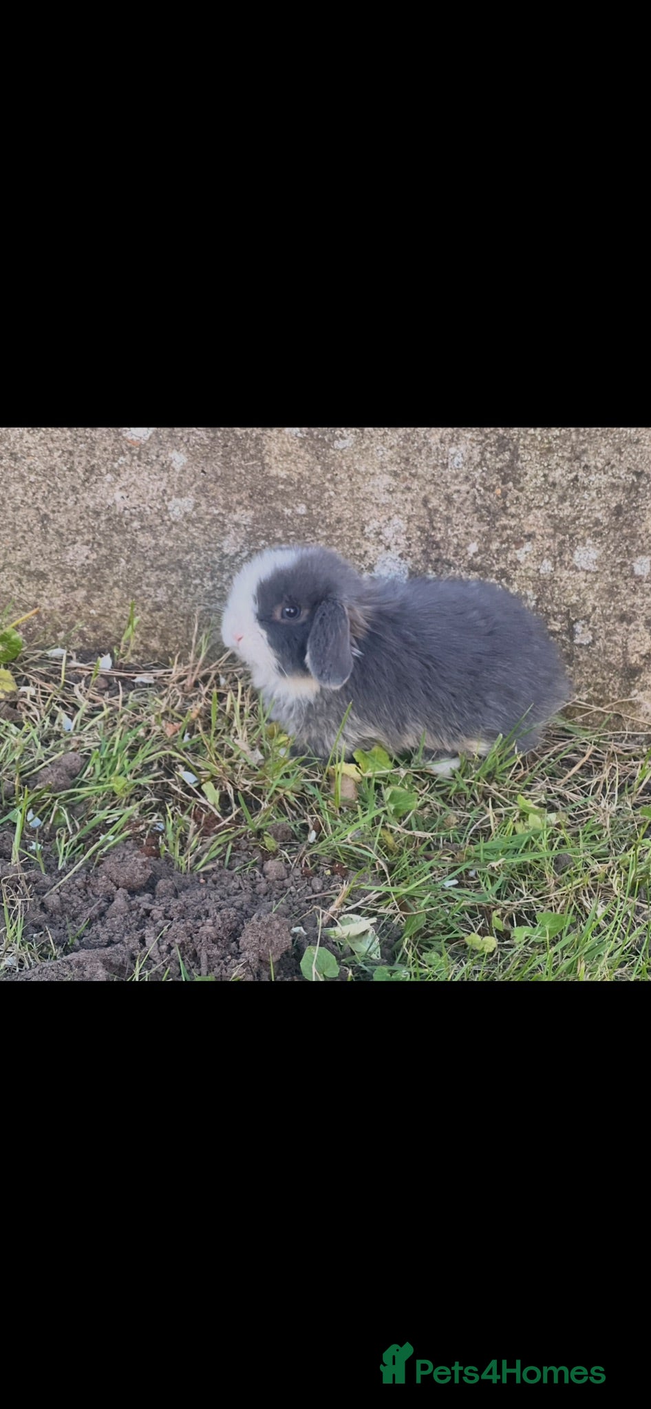 Mini Lop rabbits Beautiful Bunnies For Sale  - Advert 15