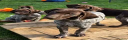 German Shorthaired Pointer dogs for sale: Last two remaining... in York - Advert 17