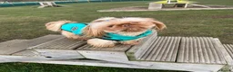 Shih Tzu dogs for sale: Shih tzu puppies imperial line  - Advert 18