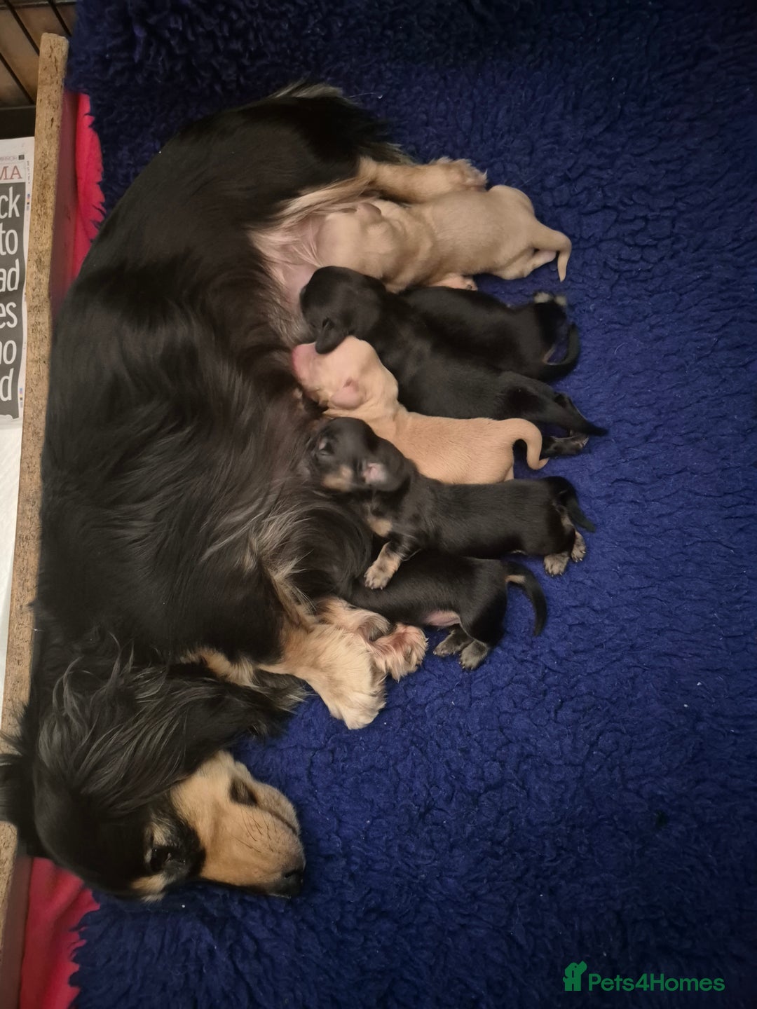Miniature Dachshund dogs for sale: Long Hair Miniature Dachshund Puppies.  - Advert 3
