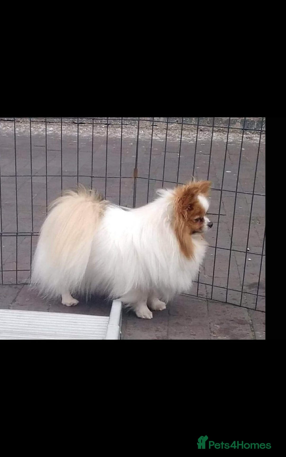 Pomeranian dogs for sale: Tiny toy size parti-Pomeranian 8 weeks ready now - Advert 2