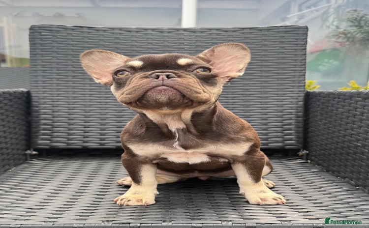 French Bulldog dogs in Maidstone - Advert 4