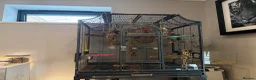 Conures birds for sale: Two Female Conures Including Large Cage - Advert 10