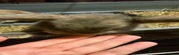 Mini Lop rabbits for sale: Stunning baby bunny - Advert 2