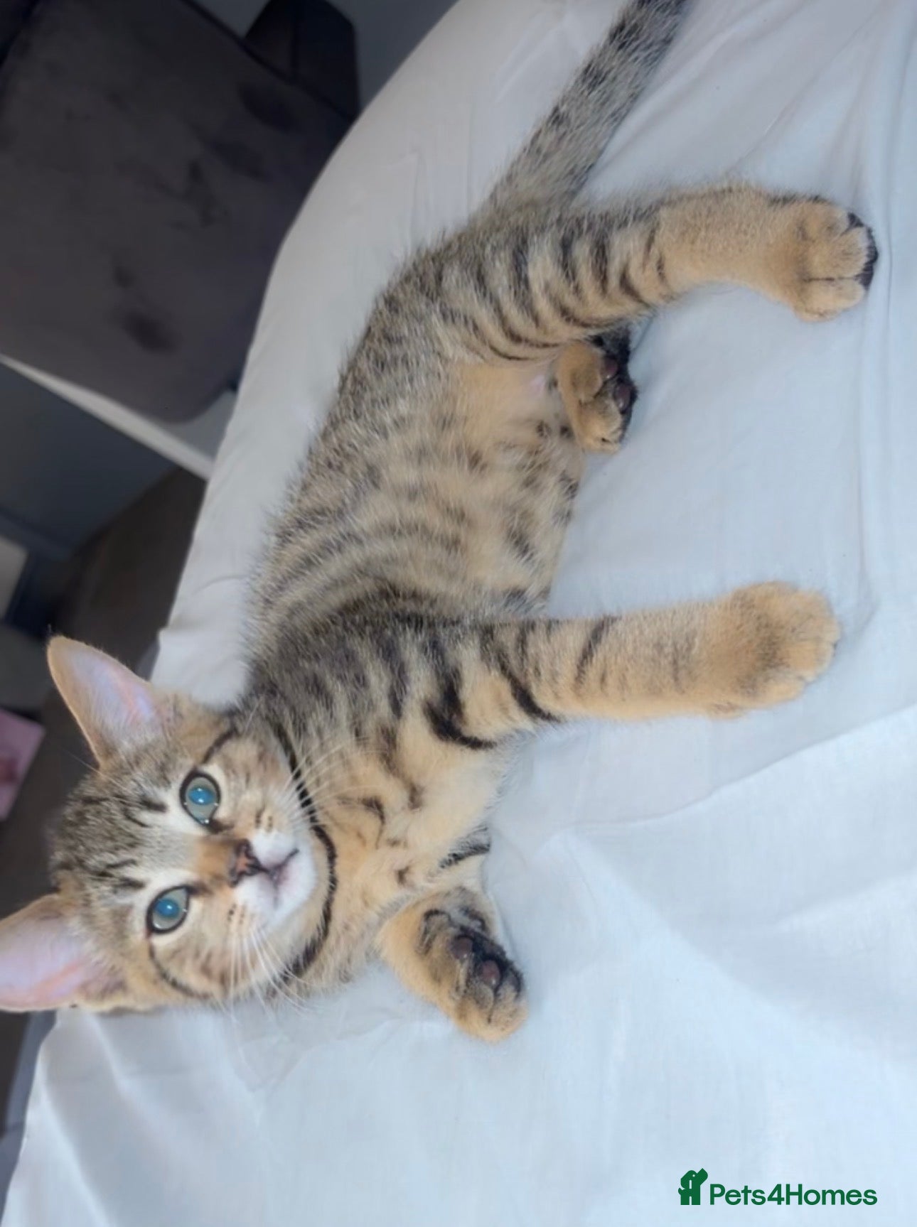 Mixed Breed cats kittens for sale  - Advert 1