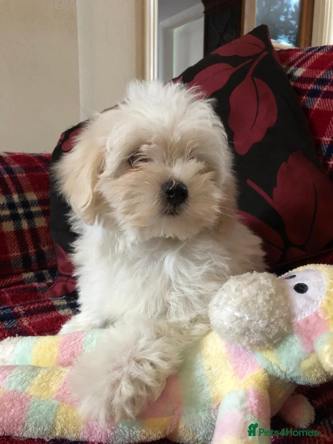 Maltipoo dogs for sale: Maltipoo puppies for sale  - Advert 2
