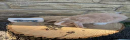 Mini Lop rabbits for sale: Lovely little mini lop rabbits ready now - Advert 4