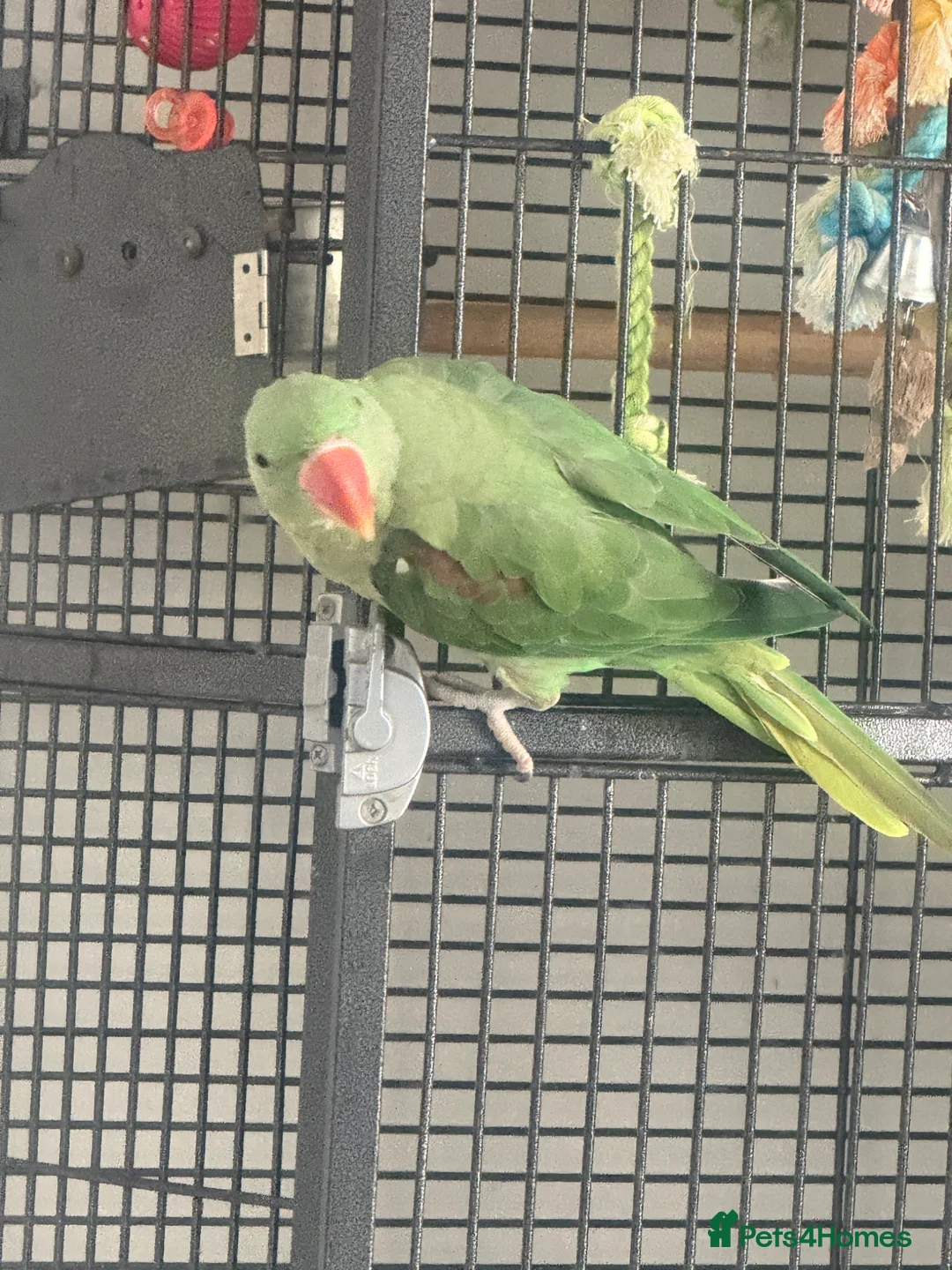 Parrots birds for sale: Alexandrine in Northampton - Advert 1