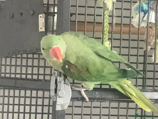 Parrots birds Alexandrine - Advert 1