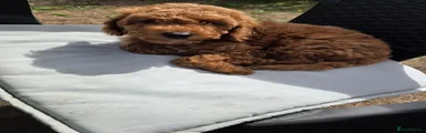 Cockapoo 2