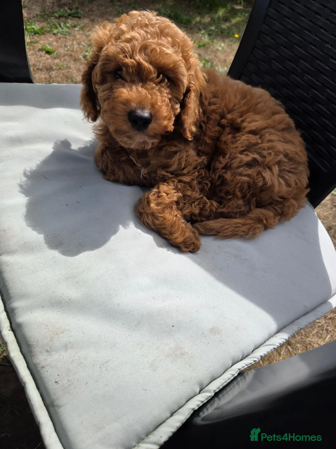Cockapoo dogs for sale: Teddy in Birmingham - Advert 2