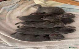 Domestic Shorthair cats for sale: Two Beautiful grey girls  - Image 7
